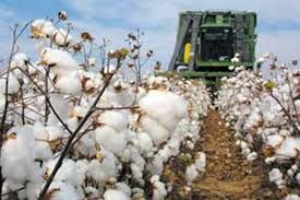 افزایش ۲۷ درصدی سطح زیر کشت پنبه