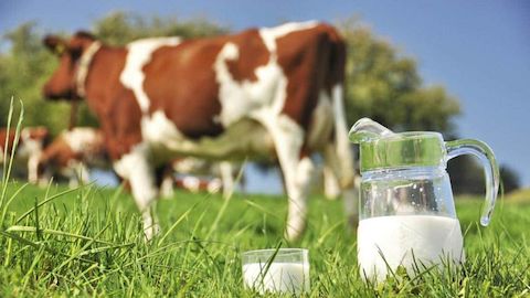 نرخ ۱۸ هزار و ۱۰۰ تومانی شیرخام تصویب شد