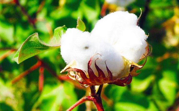 نگران تامین نیاز نیمه ابتدای سال آینده هستیم/ معیشت پنبه‌کاران تعیین کننده موفقیت طرح‌های توسعه‌ای است