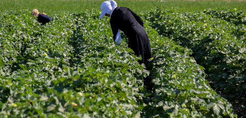مبارکه رتبه دوم نهالستانهای اصفهان را داراست/تامین 20درصد نیاز نهالی استان در مبارکه