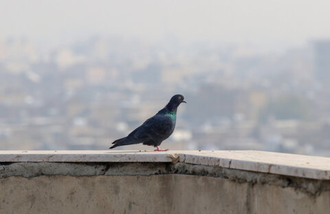 تهران اولین شهر آلوده جهان شد