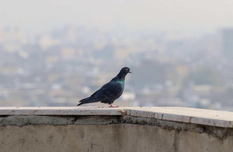 تهران اولین شهر آلوده جهان شد