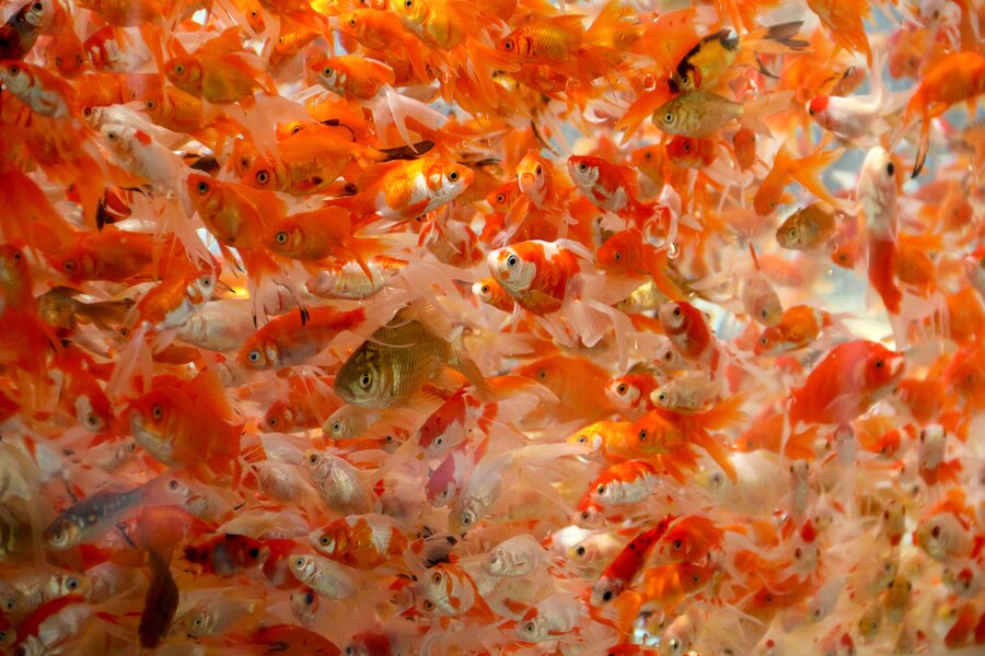 نکاتی برای رهاسازی ماهی قرمز