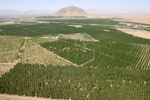 تحقق استانداری های جهانی توسعه فضای سبز در گروه فولاد مبارکه