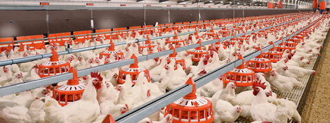 عدم عرضه مرغ بالای ۴۵ روز تخلف است