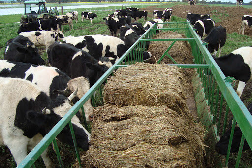 حمایت تعاونی‌های دامداران و مرغداران از ساداتی‌نژاد برای وزارت جهاد کشاورزی