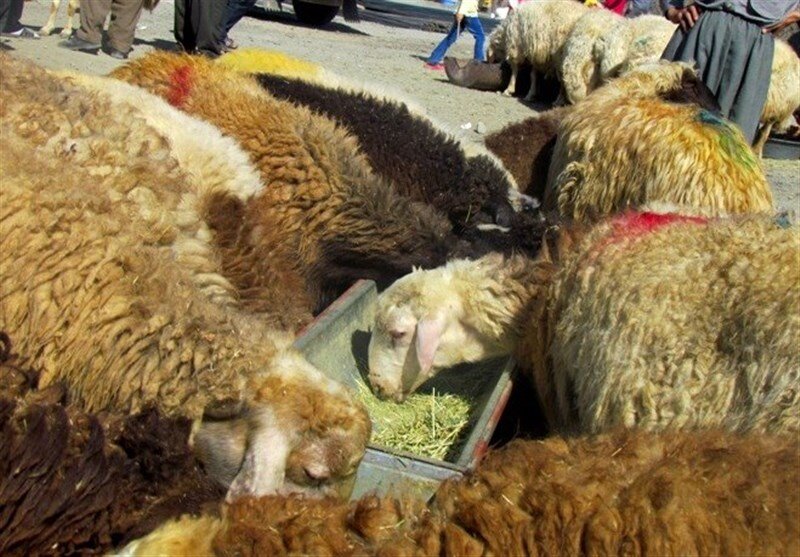 قیمت دام زنده اعلام شد