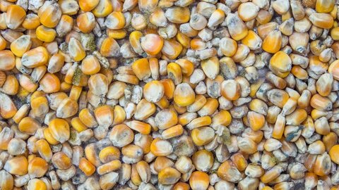 ۵ هزار تن ذرت دامی در گمرک فاسد شد