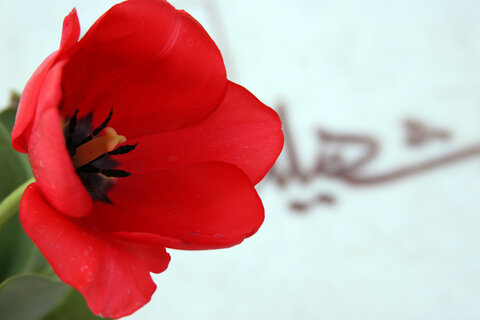 حقوق والدین شهدا ۱۱۴ درصد افزایش یافت/ رشد ۳۵درصدی پرداختی ایثارگران