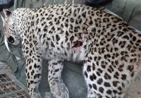 پلنگ زخمی دنا تلف شد