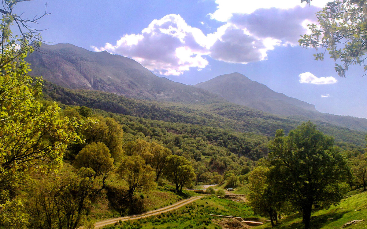 سند احیای جنگل‌های زاگرس تهیه شد