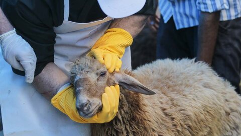 تبعات ذبح دام در معابر عمومی/ ترجیحا دام در کشتارگاه قربانی شود