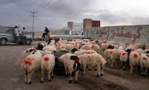 دامداران با کمبود نقدینگی رو به هستند