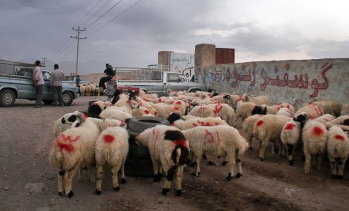 دامداران با کمبود نقدینگی رو به هستند