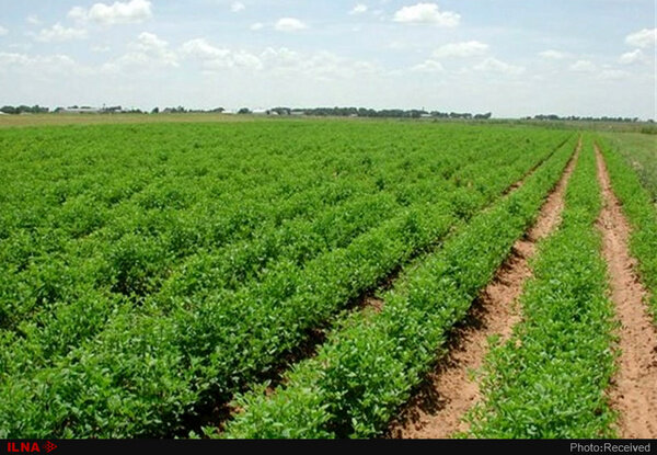  طرح الگوی کشت یک ساله ابلاغ شد