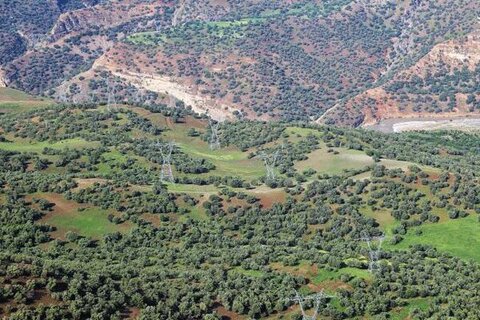 وزارت نفت ۱۰ میلیارد تومان برای صیانت از جنگل‌های زاگرس اختصاص داد