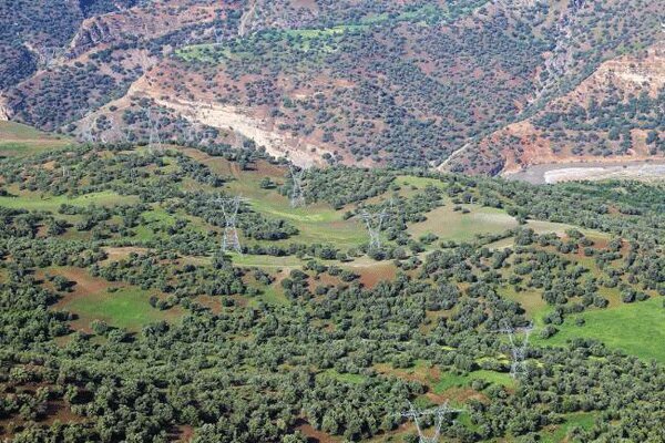 وزارت نفت ۱۰ میلیارد تومان برای صیانت از جنگل‌های زاگرس اختصاص داد