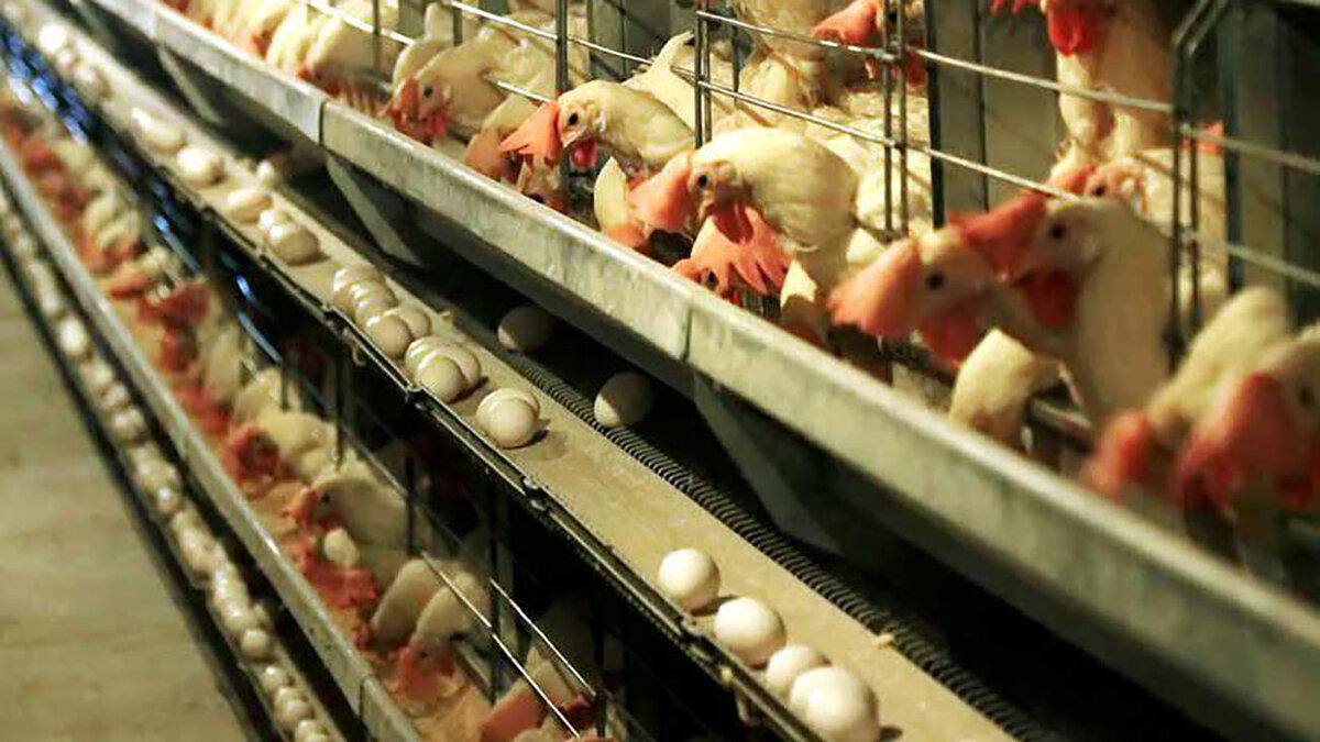 ۶۵ درصد افزایش تولید گوشت و تخم‌مرغ در نژادهای اصلاح شده