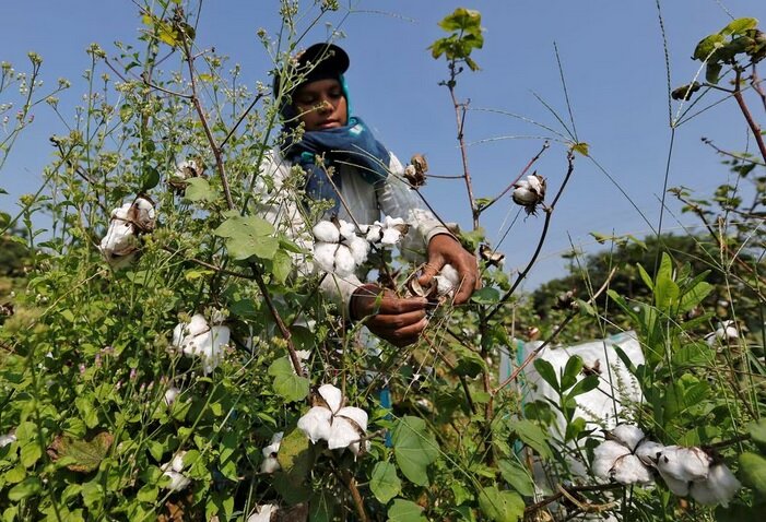 کاهش تولید پنبه هند در مقابل افزایش تولید پنبه ایران