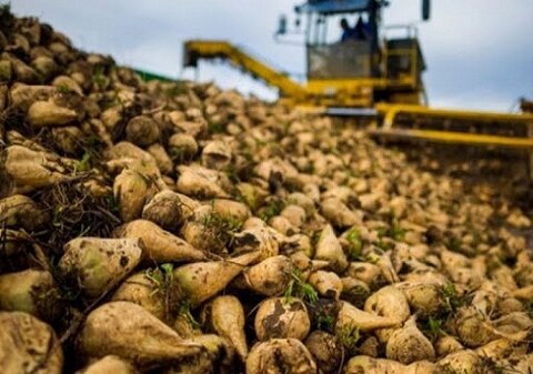 ایران در رتبه ۱۸ تولید شکر جهان/ استمرار تولید چغندرقند در ۲۱ استان