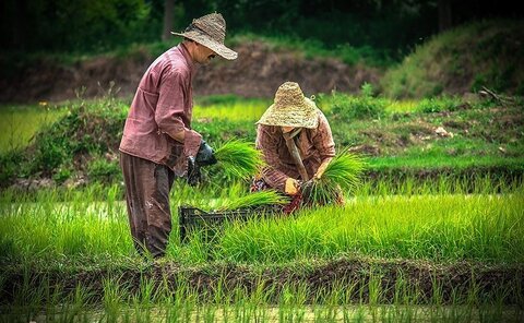 سامانه خودکار توصیه‌های هواشناسی کشاورزی شالیکاری رونمایی شد