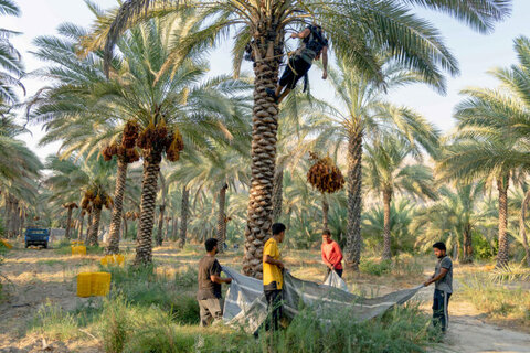 ایران سومین تولیدکننده خرما در جهان