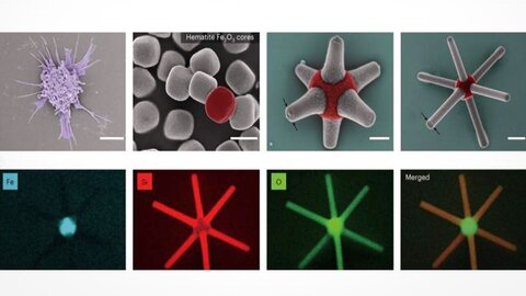 عملکرد سلول‌های ایمنی بدن با ربات نانویی بررسی می‌شود