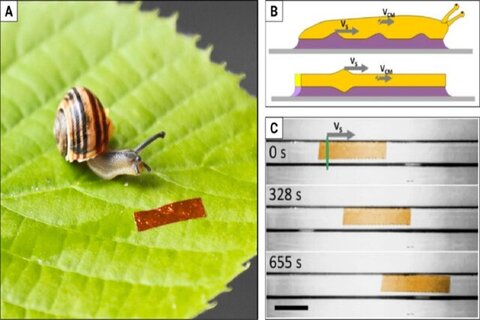با الهام از حلزون دانشمندان یک ربات ساختند