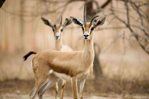 تهیه آیین‌نامه قرق‌های اختصاصی بعد از ۴۰ سال/بازگشت آهوی ایرانی به طبیعت