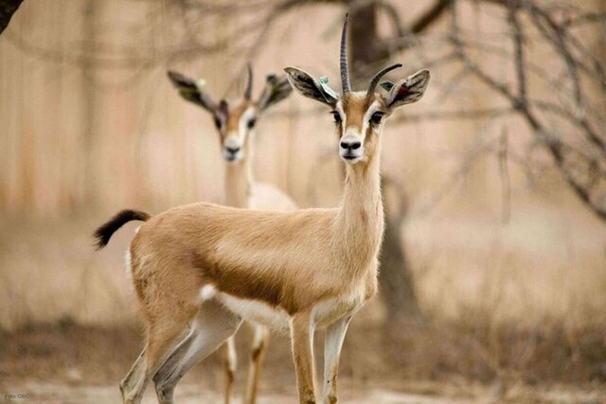 تهیه آیین‌نامه قرق‌های اختصاصی بعد از ۴۰ سال/بازگشت آهوی ایرانی به طبیعت 