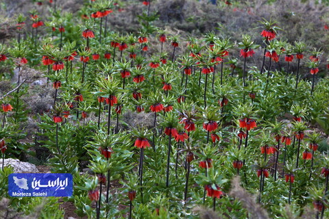 دشت لاله‌های واژگون دهاقان