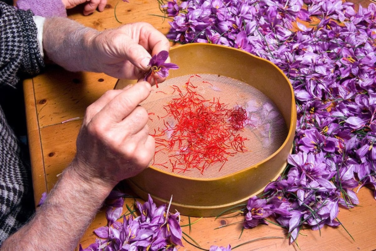  ارز نیمایی سد راه صادرات طلا سرخ ایران