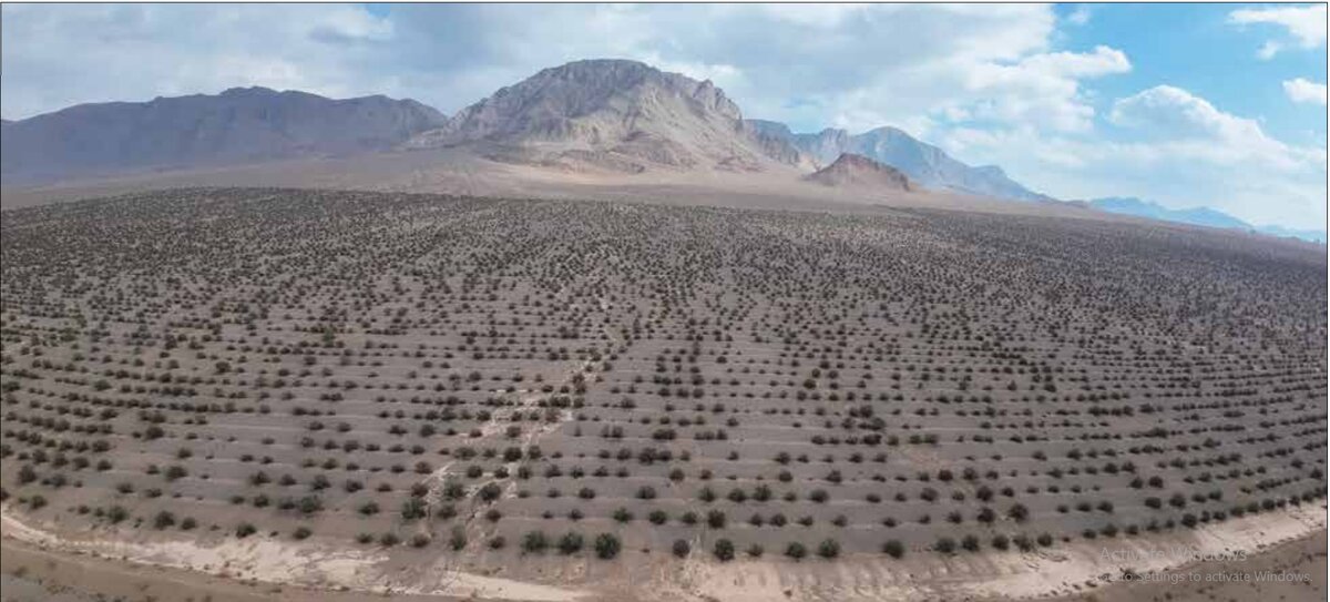 موفقیت ۹۰ درصدی پروژه کشت بیولوژیک هزار هکتاری بذر بادام دیم به همت فولاد مبارکه