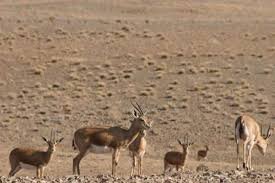 محیط زیست در فصل زایش حیات‌وحش به مراقبت بیشتری نیاز دارد