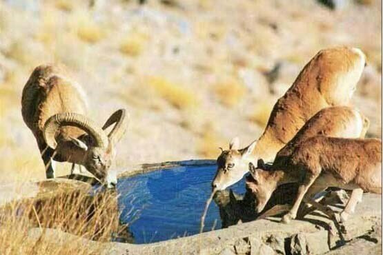 ذخیره‌سازی ۶۷۵ هزار مترمکعب آب برای حیات وحش پارک ملی کویر در فصل گرما