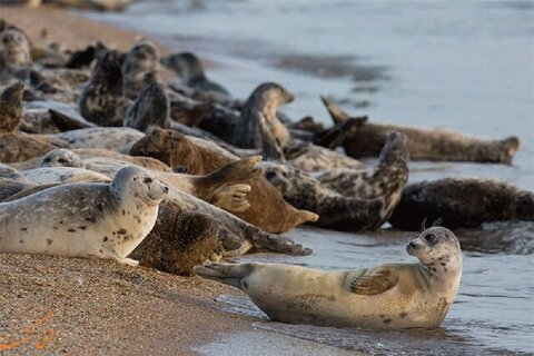 ثبت ۵۰ مورد لاشه فک خزری در یک سال