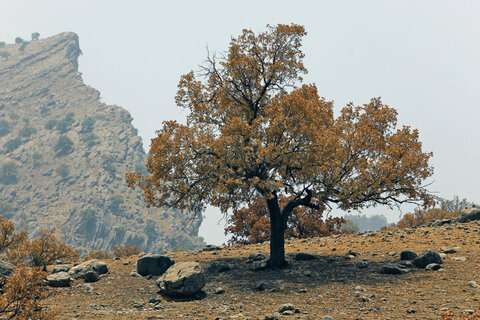 نابودی جنگل‌های زاگرس در ۶۰ سال گذشته