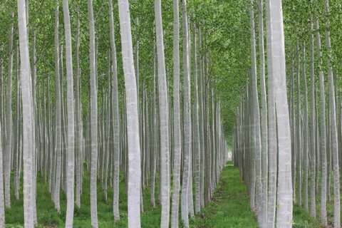 زراعت چوب، راهی سبز برای حفظ هیرکانی و رونق اقتصاد گلستان