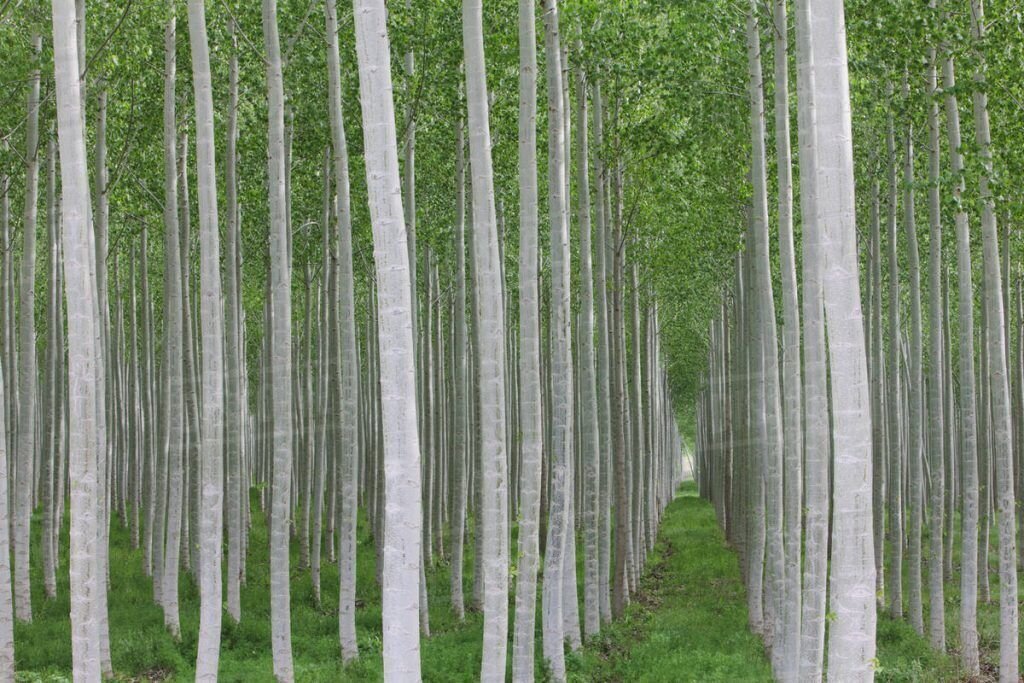 زراعت چوب، راهی سبز برای حفظ هیرکانی و رونق اقتصاد گلستان