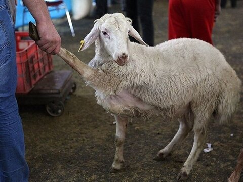 قیمت دام در آستانه عید قربان