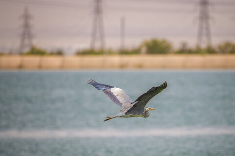 مهاجرت ۱۴ تا ۱۸ هزار پرنده به فولاد مبارکه؛ نمونه‌ای موفق از همزیستی صنعت و محیط‌زیست