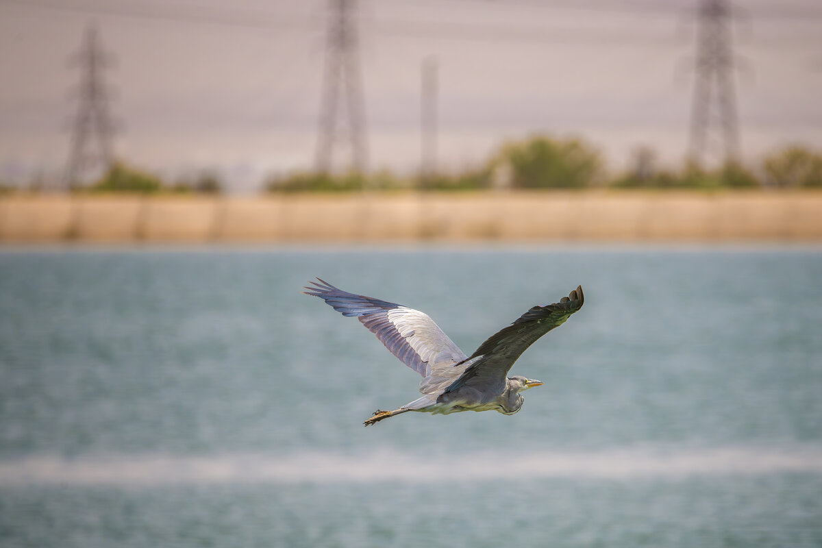 مهاجرت ۱۴ تا ۱۸ هزار پرنده به فولاد مبارکه؛ نمونه‌ای موفق از همزیستی صنعت و محیط‌زیست