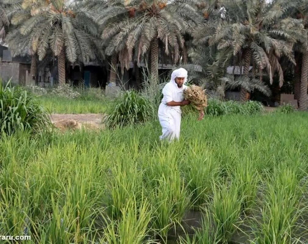 طلای سفید، بهای سبز