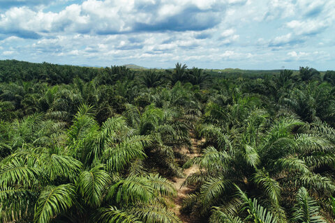 تصاحب معدن در اندونزی، شوک به بازار جهانی