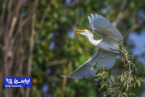 هم‌زیستی صنعت و طبیعت در فولادمبارکه