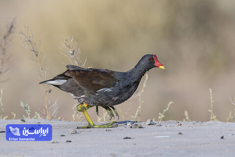 هم‌زیستی صنعت و طبیعت در فولادمبارکه