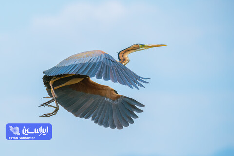 هم‌زیستی صنعت و طبیعت در فولادمبارکه