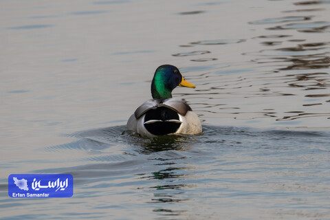 هم‌زیستی صنعت و طبیعت در فولادمبارکه