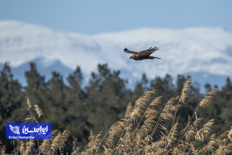 هم‌زیستی صنعت و طبیعت در فولادمبارکه