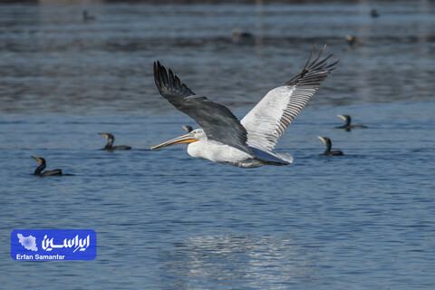 هم‌زیستی صنعت و طبیعت در فولادمبارکه